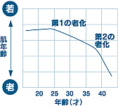 肌年齢